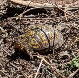 Meet your Posher, Chuck